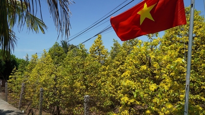 Die „glückbringenden“ Aprikosenblütenbäume im Dorf Phuoc Dinh, dem Dorf der gelben Aprikosenblüten.
