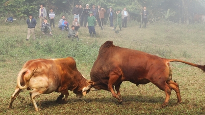 Na primavera, subimos a montanha para ver os "búfalos" (um eufemismo para pastoreio de gado).
