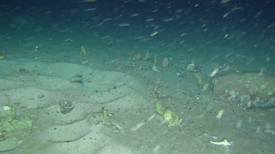 Eine überraschende Entdeckung über die Fähigkeiten von Fischen am Meeresgrund.
