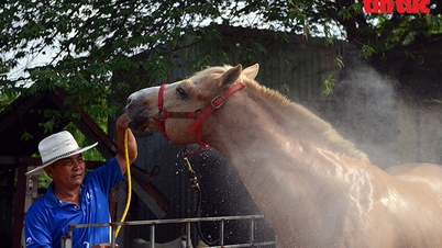 The horse racing business was once very popular in Ho Chi Minh City.