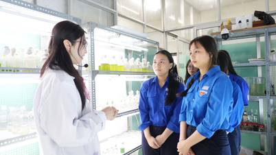 Chiến lược then chốt nâng tầm giáo dục Việt Nam