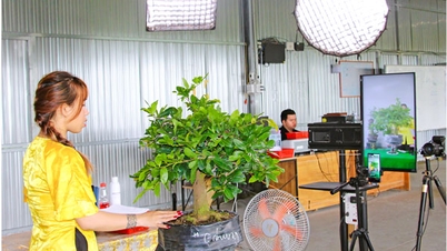 Sierplanten van Cho Lach worden live uitgezonden via een livestream.