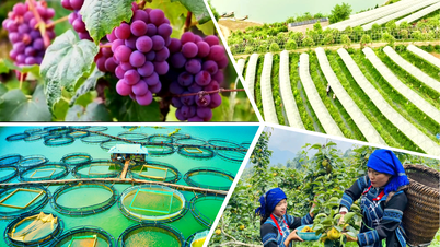 ខេត្ត Lao Cai លើកកម្ពស់គំរូសេដ្ឋកិច្ចផ្អែកលើកសិដ្ឋានប្រកបដោយប្រសិទ្ធភាព។