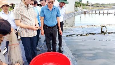 Vị ngọt con tôm nước lợ