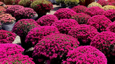 Farben verwandter Seelen