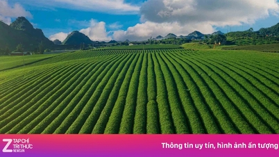 Terpesona oleh perbukitan teh Moc Chau di musim semi.