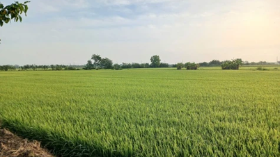 डोंग थाप: चंद्र नव वर्ष की छुट्टियों के दौरान सक्रिय कीट नियंत्रण और फसल संरक्षण।