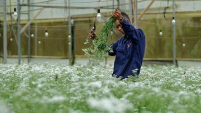 Dalat Flowers: Von 35 Migranten aus Hanoi zum Blumenzentrum Asiens