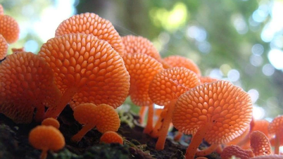 Discover the wondrous world of fungi and their vital role.