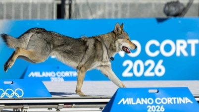 Um incidente inusitado ocorreu quando um cachorro "perseguiu" um atleta nas Olimpíadas.