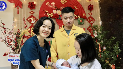 2026년 말띠 해 설날 초기에 8,300마리가 넘는 "황금 말"이 태어날 예정입니다.