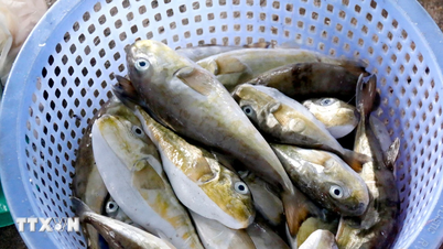 De autoriteiten onderzoeken met spoed het vermoedelijke geval van vergiftiging door kogelvissen in Quang Ninh.