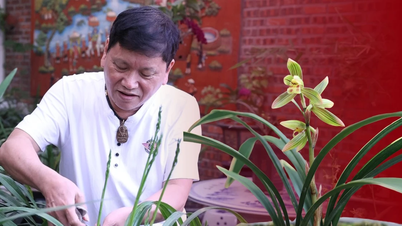 Ορχιδέες Cymbidium στην ατμόσφαιρα Tet (Σεληνιακή Πρωτοχρονιά) του Βόρειου Βιετνάμ: Ένας μήνας ανθοφορίας, ένας χρόνος προσμονής.