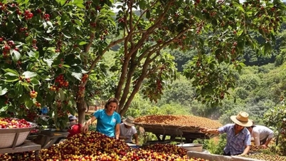 Forskning visar att klimatförändringarna hotar den globala kaffeindustrin.