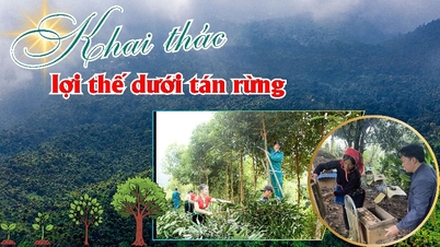 การใช้ประโยชน์จากข้อดีของเรือนยอดป่า
