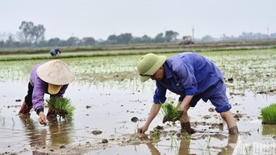 Boeren haasten zich naar de velden om rijst te planten voor de voorjaarsoogst.