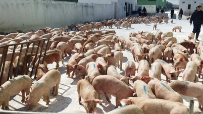 היושב ראש דוק ו"מלך הפלדה" קוצרים רווחים עצומים מנטיעת עצים וגידול חזירים, בעוד מיליארדרים אחרים בוכים בייאוש.