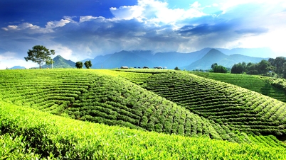 Musim semi tiba bersama daun teh hijau.