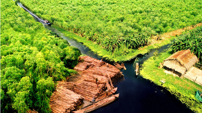 Beekeeping in U Minh Ha: The profession of 'inviting bees to live' preserves the soul of the melaleuca forest.