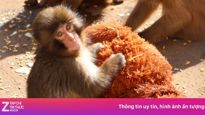 母親に捨てられた赤ちゃん猿を見るために、日本の動物園に訪問者が押し寄せた。