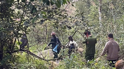 Чотирьох туристів з Хайфону знайшли загубленими у первісному лісі Тай Єн Ту.