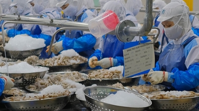 AS mengumumkan bea masuk anti-dumping terhadap udang Vietnam.