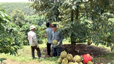 Nieuwe perspectieven voor de landbouw in Quang Ngai.