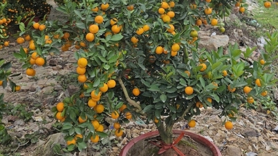 Los kumquats, utilizados como fruta decorativa para el Tet (Año Nuevo vietnamita), ¿deberían emplearse como especia o para preparar bebidas?