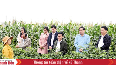Dinh Tan está decidido a innovar desde los primeros días de la primavera.