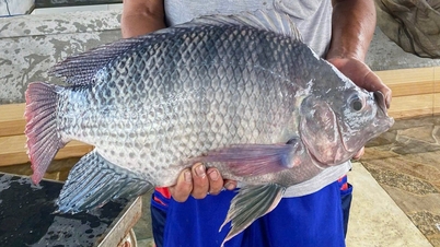Az Egyesült Államok több mint 50 millió dollárt költött tilapia vásárlására Vietnamból.