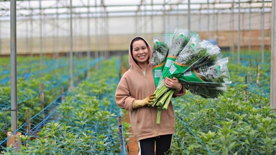 Em Da Lat - Lam Dong, os jardineiros começam imediatamente a plantar vegetais e flores após o Tet.