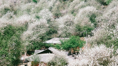 A paradise of hawthorn blossoms amidst the vast forests of Northwest Vietnam during its most beautiful season.