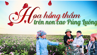 Crimson rosor blommar på de höga bergen i Púng Luông.