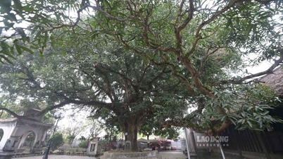 Sebatang pokok warisan berbatang berongga berusia 300 tahun masih memberikan teduhan yang sejuk di Ninh Binh.