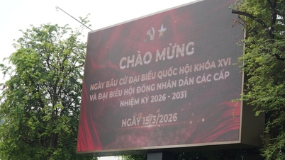 Bandar Raya Ho Chi Minh mengadakan pilihan raya awal untuk wakil Dewan Undangan Negeri dan Majlis Rakyat pada hari ke-10 Tahun Baru Cina (Tahun Kuda).