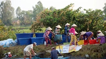 Les agriculteurs de la province de Ca Mau ont récolté une abondante production de crevettes d'eau douce.