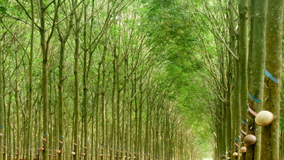 A Vietnam Rubber Industry Group fokozza a beruházásokat a "Zöld Ipari Parkok - Tiszta Áram" programba