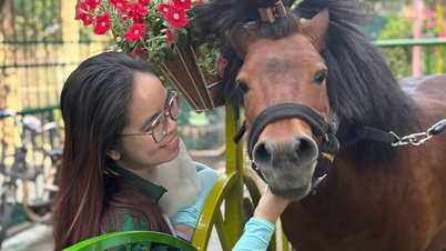 A pesar de la ausencia de las celebraciones del Tet (Año Nuevo Lunar) en la ciudad de Ho Chi Minh, el Zoológico de Saigón logró un gran éxito.