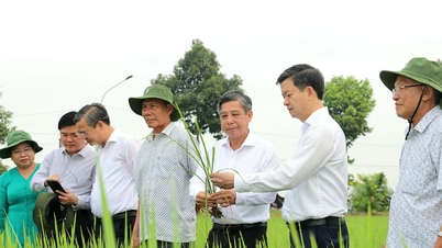 Can Tho City: نئے سال کے آغاز پر "Tree Planting and Field Visiting Festival" کا آغاز۔