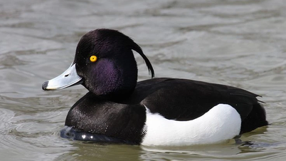 This species of duck with a peculiar crest only appears in Vietnam during the winter.