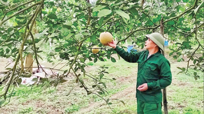 The scent of grapefruit blossoms by the Lo River