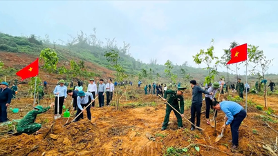 Les provinces de Ha Tinh et de Nghe An prévoient de planter des millions de nouveaux arbres en 2026.