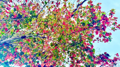 Stunning "red autumn" in Con Dao: The moment of seasonal transition from 45 heritage banyan trees.