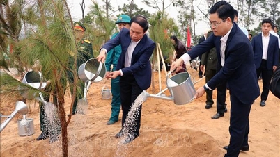 Hai Phong og Quang Ninh planter trær om våren til minne om president Ho Chi Minh.
