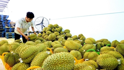 After the Lunar New Year, durian is scarce and prices have risen sharply.