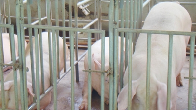 Rising pork prices compensate for losses incurred by farmers.