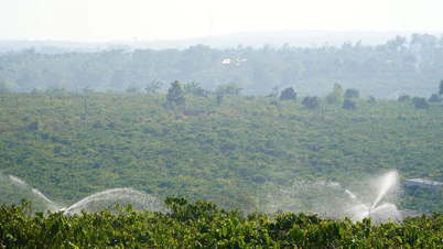 Peak period for drought prevention and control for coffee crops.
