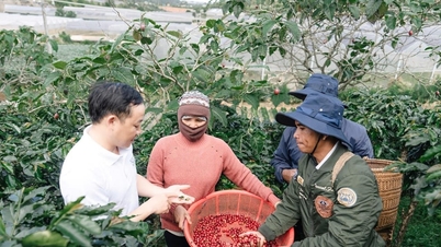 In-depth coffee production