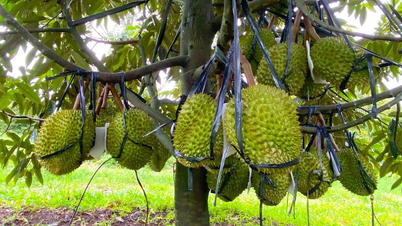 Los precios de exportación del durian aumentaron después del Año Nuevo Lunar, alcanzando los 155.000 VND/kg.