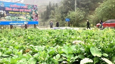 Turister "går vilse" i vårblommorna på Bac Has vita platå.